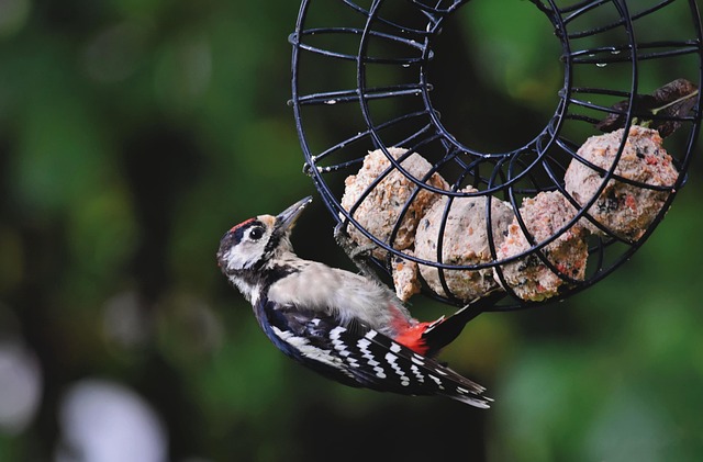 Fat balls hanging on garden feeder