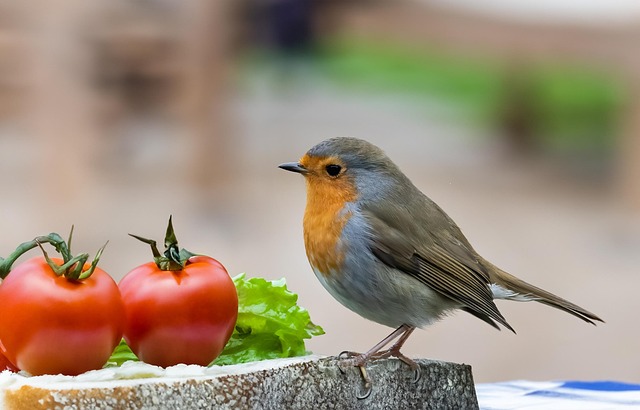 Fat balls placed near robin perch