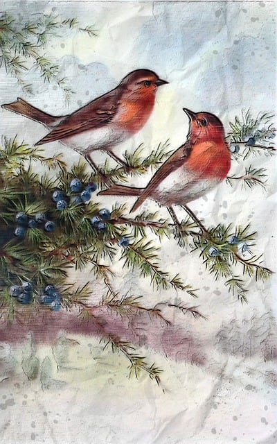 Fat balls placed near robin perch
