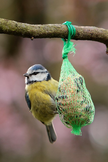 Fat balls stacked in wire bird feeder