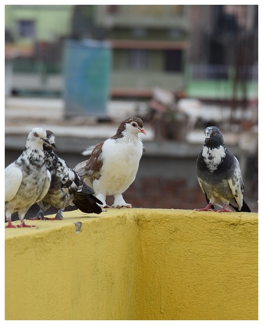 Feeder design deterring pigeons effectively