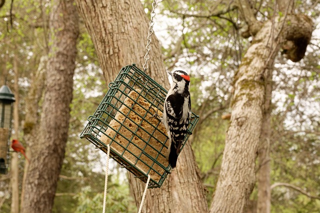 Feeder design deterring pigeons effectively