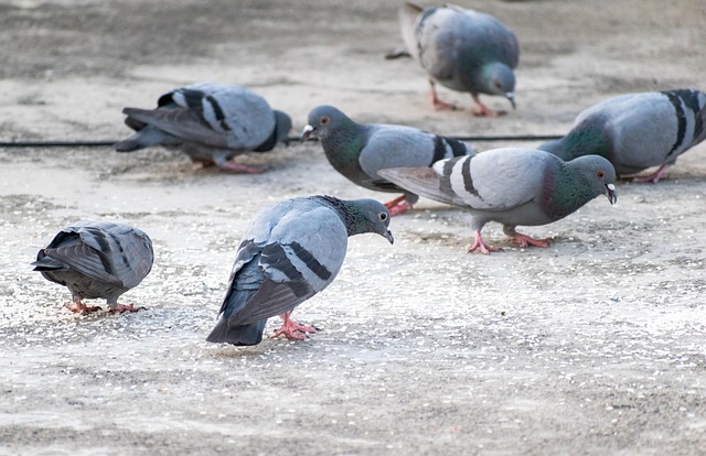 Feeding area with pigeon-proof features