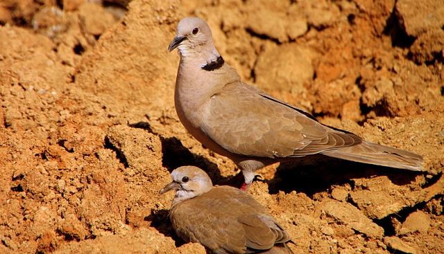 Feeding area with pigeon-proof features