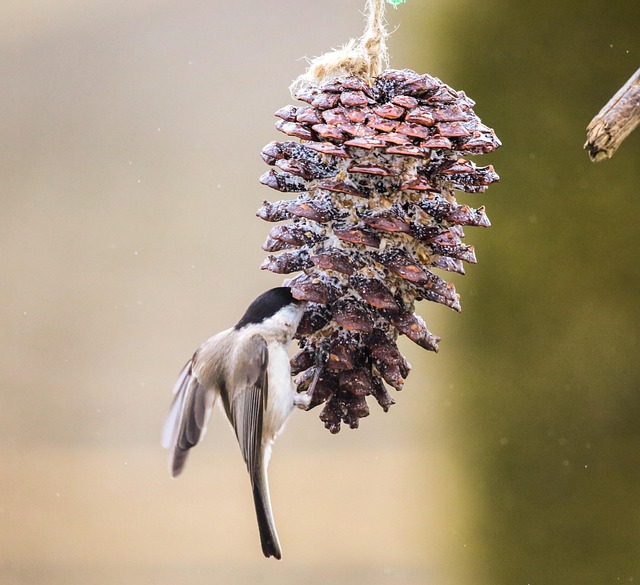 Feeding station designed for tiny birds