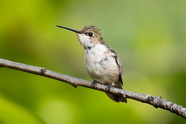 Feeding station designed for tiny birds