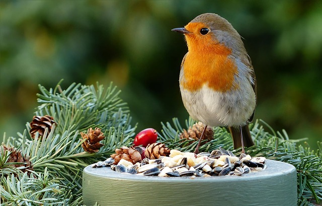 Feeding station with small bird silhouettes