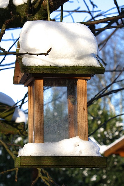 Finch eating from seed-filled feeder