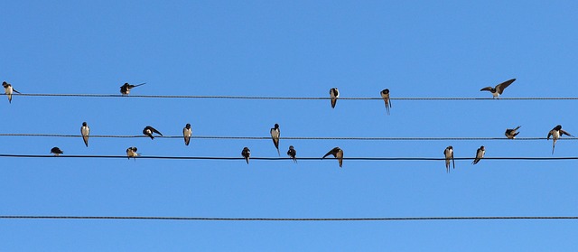 Finch flock gathered around seed station
