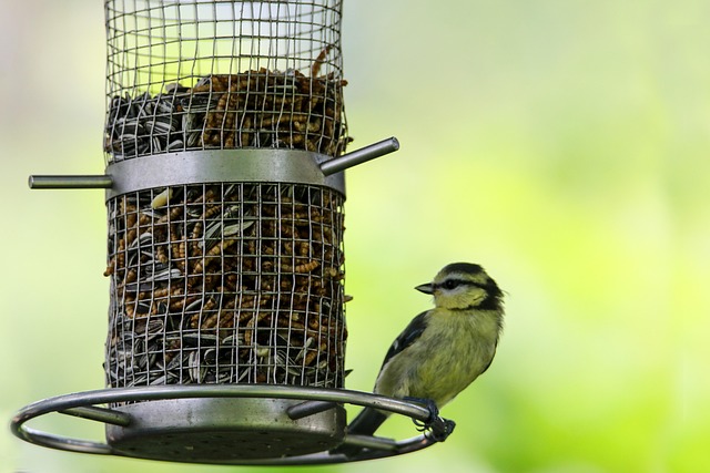 Finch on hanging feeder with tiny seeds