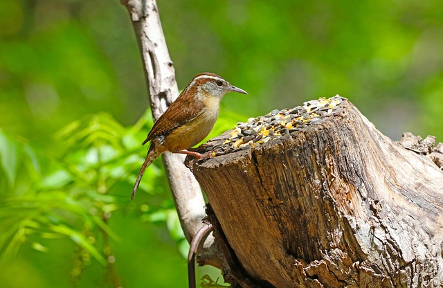 Finch on hanging feeder with tiny seeds