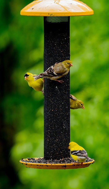 Finch on hanging feeder with tiny seeds