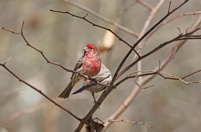 Finch perched beside berry-flavoured suet