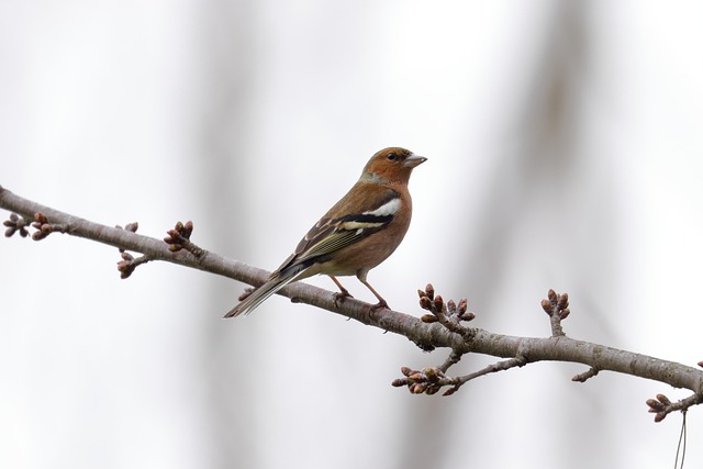 Finch perched beside berry-flavoured suet