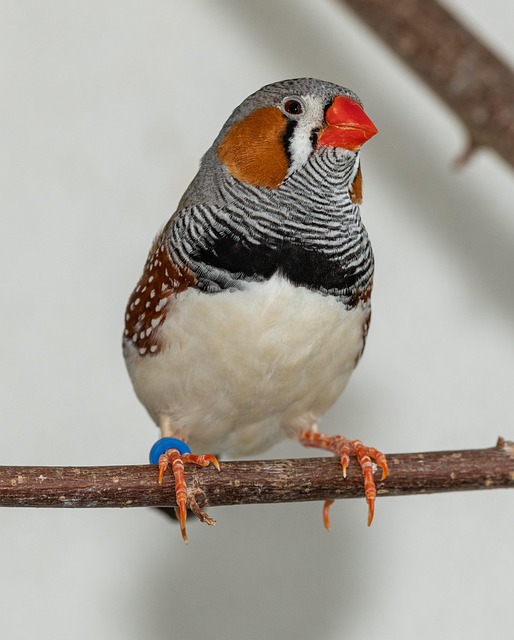 Finch perched beside berry-flavoured suet