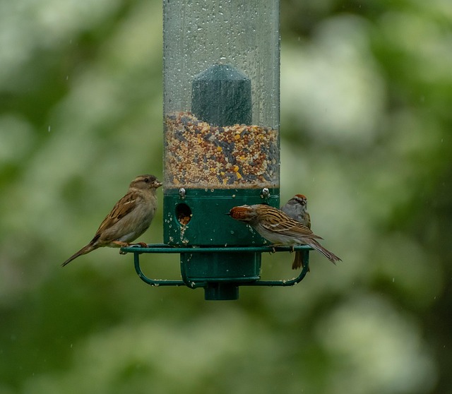 Finches eating from seed-filled feeder
