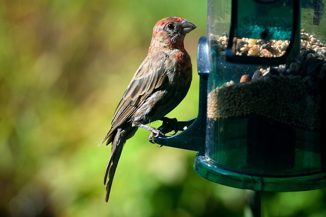 Finches feeding on nyjer seed feeder