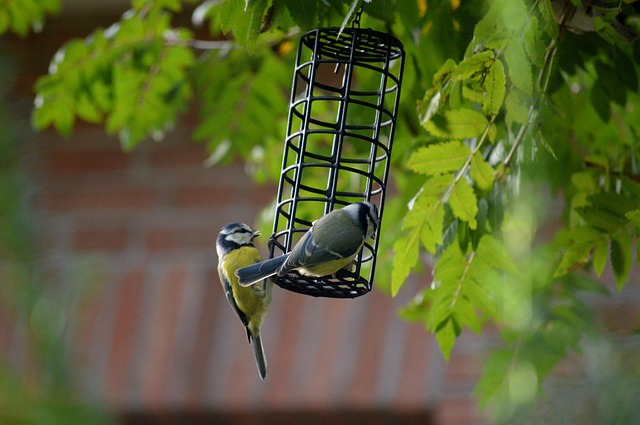 Finches feeding on nyjer seed feeder
