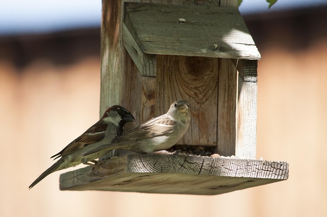 Finches feeding on nyjer seed feeder