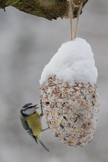 Finches feeding on nyjer seed feeder