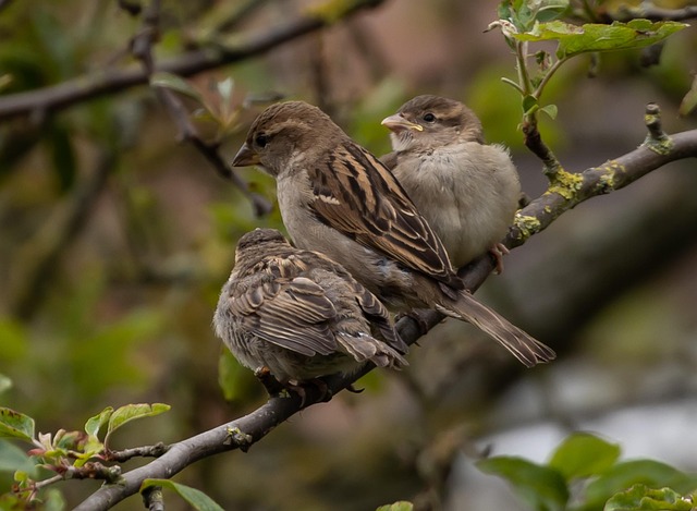 Fledgling bird perched, awaiting food