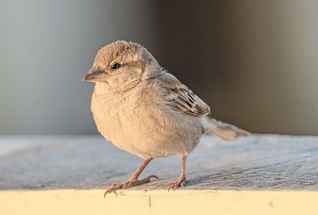 Fledgling bird perched, awaiting food