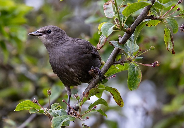 Fledgling bird perched, awaiting food
