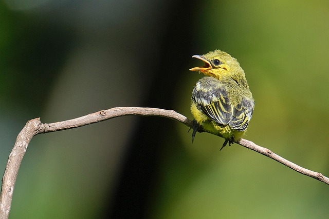 Fledgling bird receiving nutritious meal