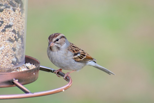 Flock of finches on nyjer feeder