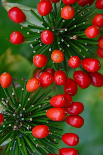 Fresh berries on garden bird feeder