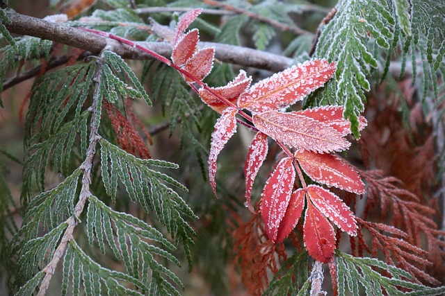Frost-covered suet feeder in winter garden