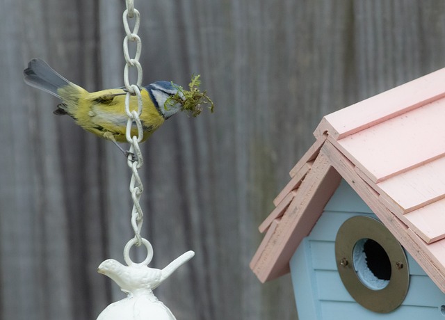 Garden bird box no longer in use