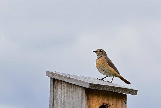Garden bird box no longer in use