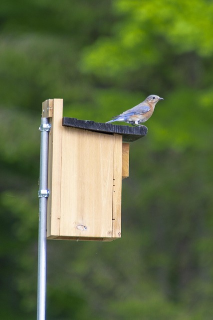 Garden bird box no longer in use