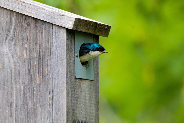 Garden bird box no longer in use