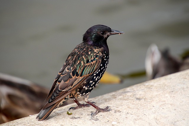 Garden bird pecking at hanging peanut feeder