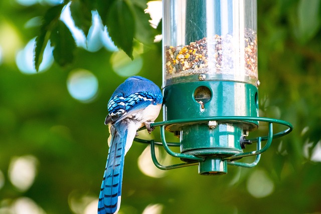 Garden bird perched on caged feeder