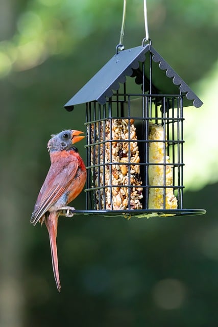 Garden birds feeding from suet ball feeder