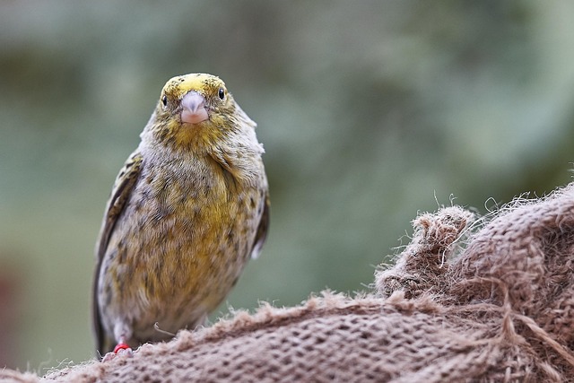 Garden birds feeding from suet ball feeder