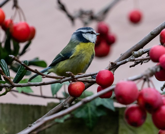 Garden birds feeding on chopped apple