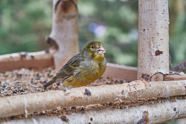 Garden birds feeding on chopped apple