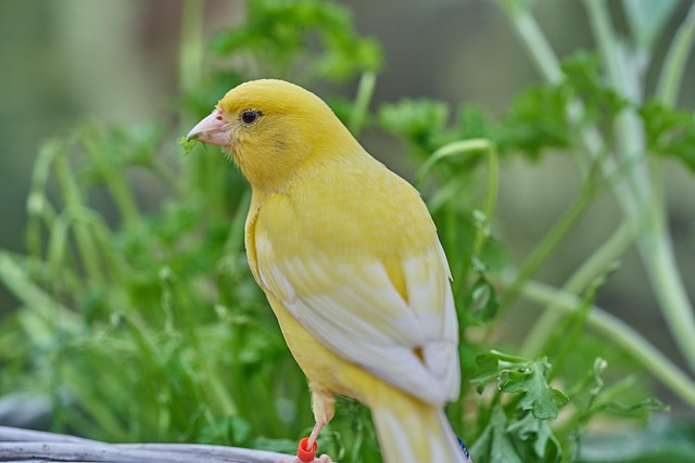 Garden birds feeding on seed mix