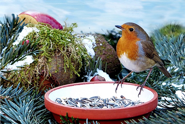 Garden birds feeding on sunflower seeds