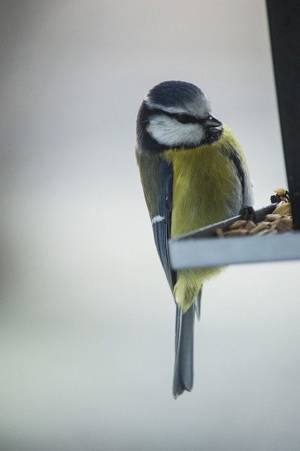 Garden birds feeding on sunflower seeds