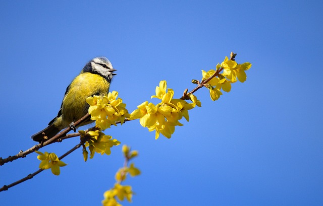 Garden birds near bulk seed bag