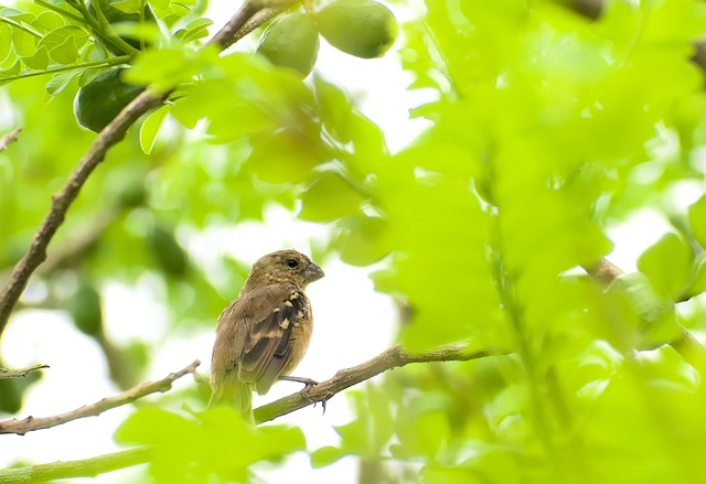 Garden birds near bulk seed bag