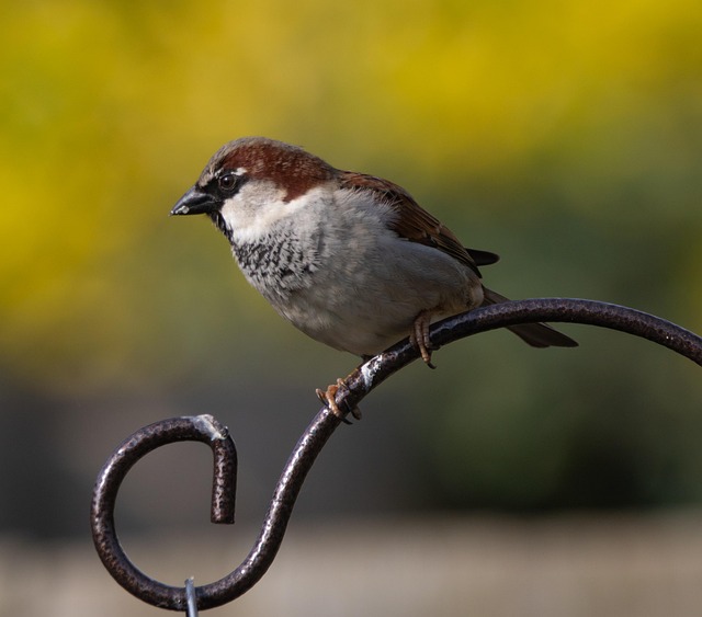 Garden birds on spacious bird table