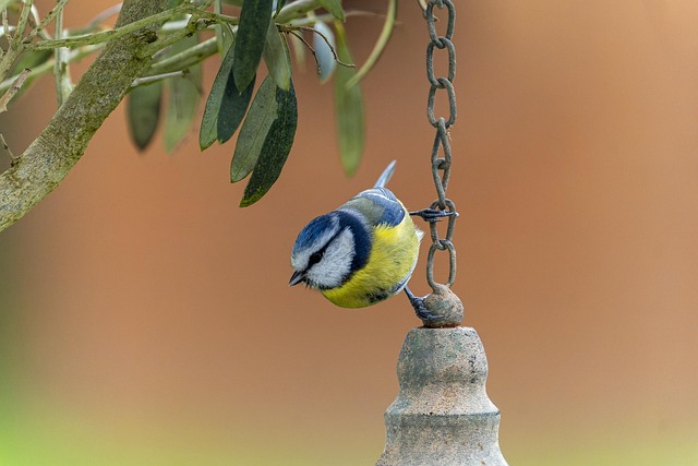 Garden birds perching on feeder tray