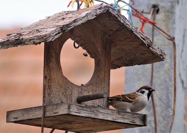 Garden birds sharing fat balls in feeder