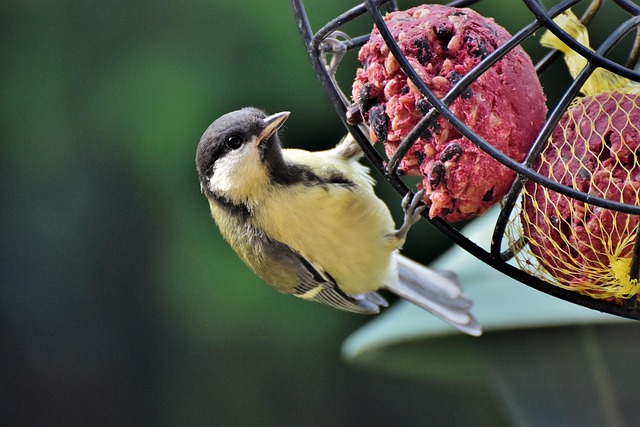 Garden birds sharing fat balls in feeder